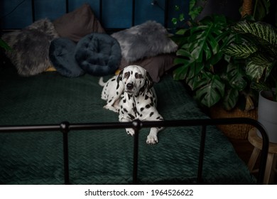 A Tired Dog In Bed. Dalmatian Dog Misses Its Owner. The Dog Lies On The Owner's Bed And Waits For Him. Copy Space