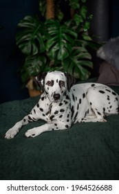 A Tired Dog In Bed. Dalmatian Dog Misses Its Owner. The Dog Lies On The Owner's Bed And Waits For Him. Copy Space