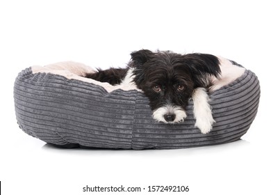 Tired Dog Lying In A Dog Bed Isolated On White And Looking To The Camera