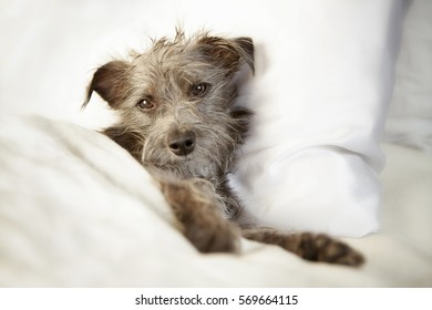 Tired Dog Lying In Bed With Luxury Satin Sheets And Pillowcase