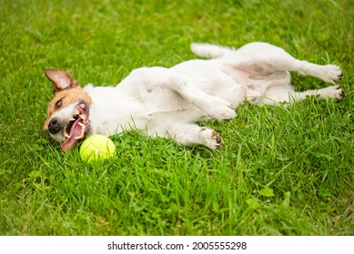  Tired dog lying down on green grass on hot summer day after active game with tennis ball