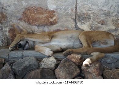 A Tired Dog Lying On Cobbled Stones Hiding His Face With His Paw