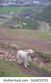 A Tired Dog Panting After Climbing Arthur’s Seat And Holyrood Park, Landmark In Edinburgh, United Kingdom, Europe