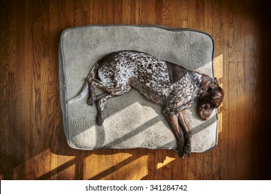  A tired dog sleeping on a big pillow