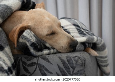 犬 寝顔 の写真素材 画像 写真 Shutterstock