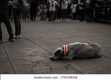 Tired Dog Waiting During Pilgrim