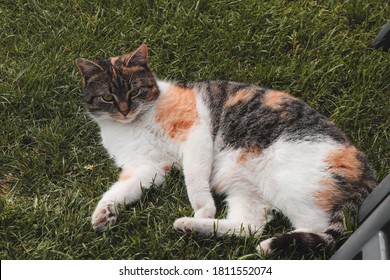 629 Felis domesticus Images, Stock Photos & Vectors | Shutterstock