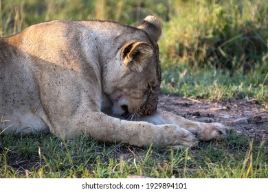 Tired Gesture After Chasing Prey And Getting Feed For The Herd