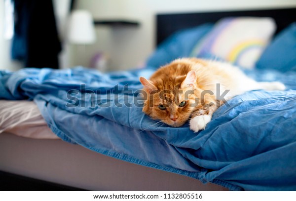 Cute Kitten Peeping From The Bed Cute Meme On Me Me