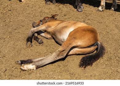 Tired horse lying down resting. Young horse on the ground in an outdoor paddock
