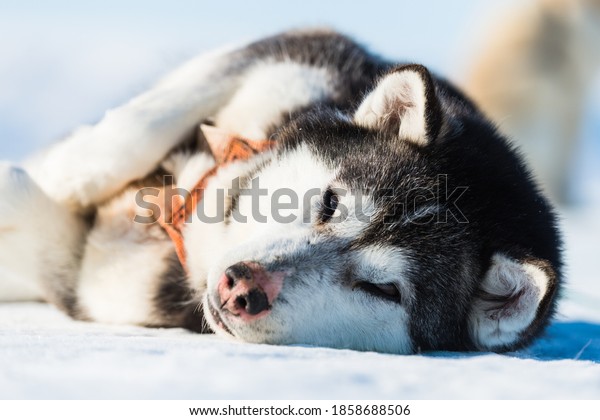 Tired husky dog resting\
on frozen sea.