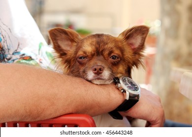 Tired little dog resting on man hands, hand with clock, close-up portrait, summer outdoors blanket