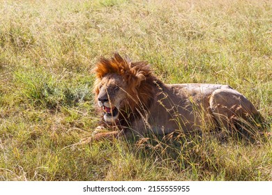 Tired male lion lying in the grass and enjoying