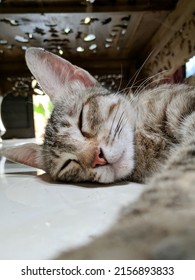 Tired Mom Cat Lay Down And Fall A Sleep Under Table