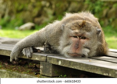 1,428 Tired Monkey Images, Stock Photos & Vectors | Shutterstock