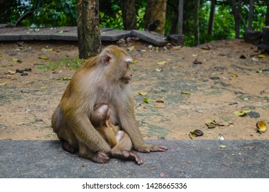 Tired Monkey Hugged Her Cub