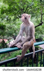 Tired Monkey Sitting On A Railing 