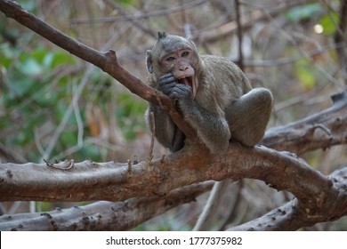 Tired Monkey Sitting On Tree Rainforest