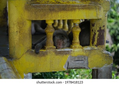 Tired Monkey Sleeps On A Balcony