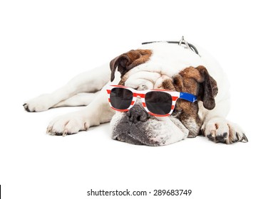 Tired Old Bulldog Breed Dog Laying Down While Wearing Red, White And Blue American Themed Sunglasses