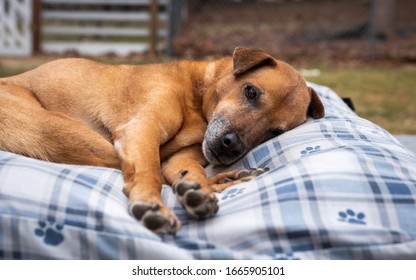 Tired Old Dog Lying On A Comfortable Dog Bed Outdoors And Staring At Camera