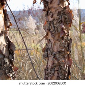 Tired Paper Birch Tree In Fall