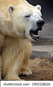 A Tired Polar Bear Yawning