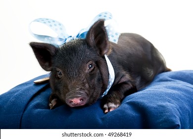 A tired pot bellied pig lying on a pillow with a blue ribbon around its neck