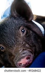 A Tired Pot Bellied Pig Lying On A Pillow With A Blue Ribbon Around Its Neck