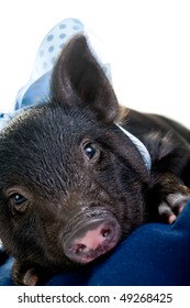 A tired pot bellied pig lying on a pillow with a blue ribbon around its neck