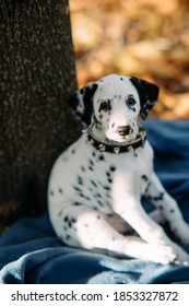 Tired Puppy Of Dalmatian Dog Rests On The Coverlet Near Trunk Tree While Walking In Autumn Park.