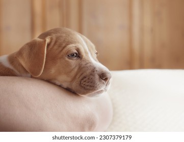 Tired puppy resting on person. Head shot of cute puppy dog with sleepy body language on pet owner arm. 9 weeks old, female Boxer mix breed worn out and exhausted napping. Selective focus. - Powered by Shutterstock