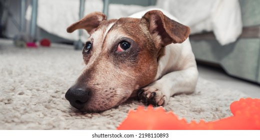 Tired sad dog jack russell terrier lying on carpet next red toy. Pets care concept. - Shutterstock ID 2198110893
