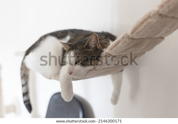Tired sad domestic cat laying on hanging
rope bridge for cats. Cat health and
behavior