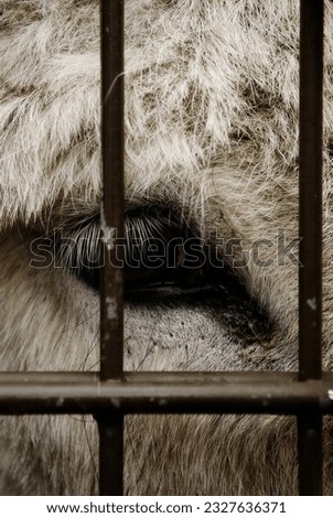 The tired, sad, yet unbroken eyes of an animal living in captivity behind bars.