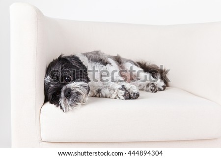 Tired shih tzu dog on the couch 