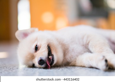 Tired and sleepy pomeranian dog, focus on the eye, concept of hanging over or Monday work