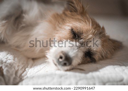 Tired small adorable brown and white puppy dog sleeping and resting in bedroom