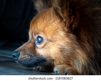 8,806 Dog Breed Orange Spitz Images, Stock Photos & Vectors 