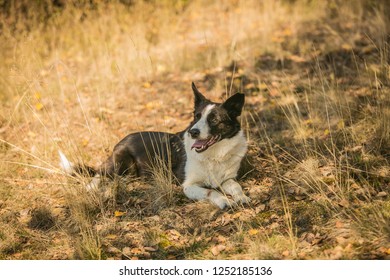 Border Collie Short Hair Images Stock Photos Vectors Shutterstock