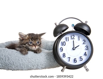 Tired Tiny Tabby Kitten Laying In A Grey Bed With Paws Over Edge Looking At Old Fashioned Alarm Clock Set To 2 O'clock. Daylight Savings Concept. Spring Forward. Fall Back.