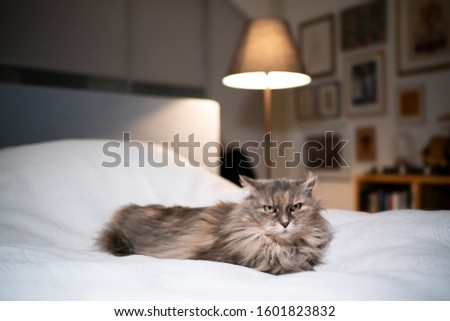 tired tortoiseshell maine coon cat lying on bed relaxing in bedroom looking at camera grumpy