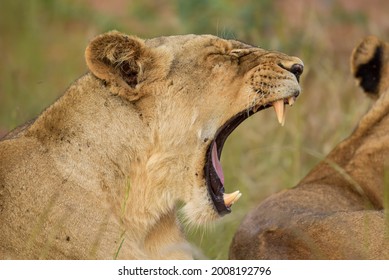 124 Camel yawn Images, Stock Photos & Vectors | Shutterstock