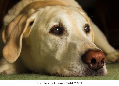 A tired yellow labrador patiently waits for the camera to be removed from in front of his face so that he may commence his nap. 