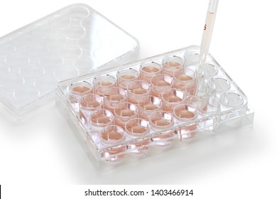 tissue and cell culture ;  Place the culture solution with a pipette into the hole of the microplate.