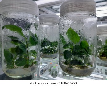 Tissue Culture Apple Plants Image Stock Photo 2188645999 