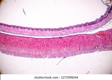 Tissue Stomach Under Microscopic Physiology Stomach Stock Photo ...