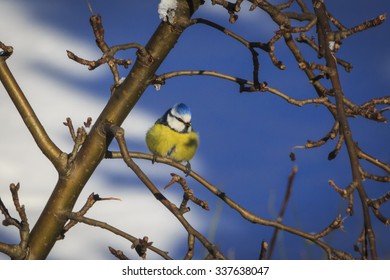 tit