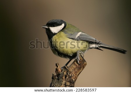 Similar – Image, Stock Photo Great Tit