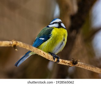 The tit is a beautiful and useful bird
The tit lives in parks and gardens of settlements.
